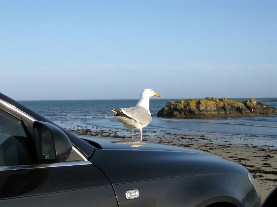 Day 2 marazion hopeful seagull